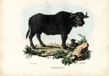 Buffalo, 1863-79
