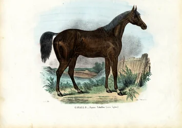 Angol ló, 1863-79