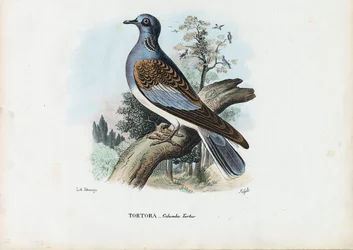 Európai teknős galamb, 1863-79