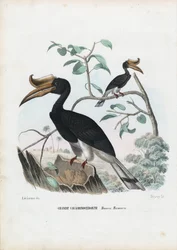 Nagy szarvaskakas, 1863-79