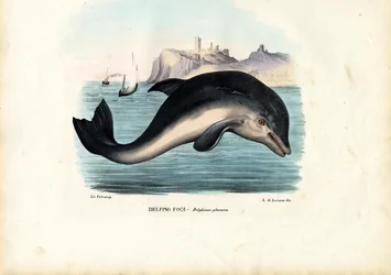 Harbor delfine, 1863-79