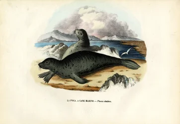 Kikötői fóka, 1863-79