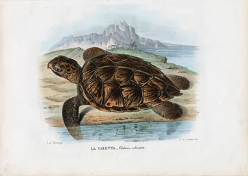 Hawksbill tengeri teknős, 1863-79