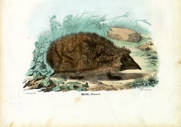 Sün, 1863-79