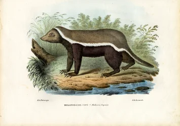 Mézborz, 1863-79