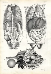 Belek, 1863-79