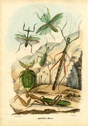 Leveles rovar, 1863-79