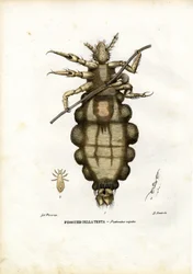 Tetű, 1863-79
