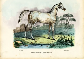Perzsa ló, 1863-79