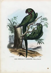 Rózsagyűrűs papagáj, 1863-79