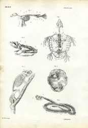Teknős, 1863-79