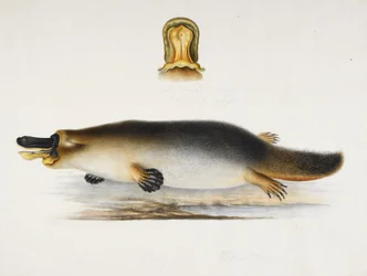 Egy medence melletti kacsacsőrű kacsacsőrű kacsacsőrű kacsacsőrű kacsacsőrű részletével, 1820 körül