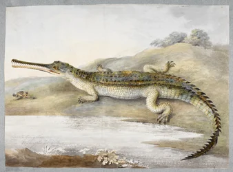 Egy gherial vagy Gangetic krokodil szemtől szemben szöcskével, 1820 körül (akvarell, papír)