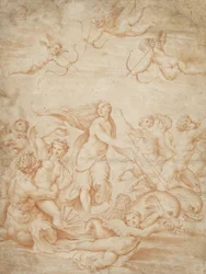 Galatea diadala
