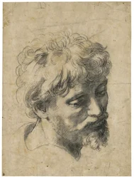 „Fiatal apostol portréja” (Fiatal apostol feje). Szén papíron, Raffaello (Raffaello Sanzio) (1483-1520) alkotása. Magángyűjtemény