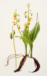 Calanthe tricarinata (olaj, papír)