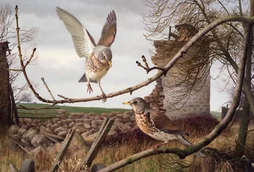 Fieldfares Eccupban, Nyugat-Yorkshire-ben