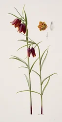 Fritillaria gracilis (olaj, papír)