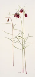 Fritillaria montana (olaj, papír)