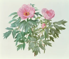 Japán fa paeony
