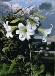 Lilium Emerald, 1959 körüli (olaj, karton)