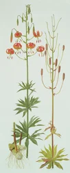 Lilium Pardalinum