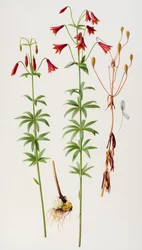 Lilium grayi