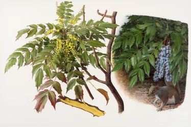 Mahonia japonica, 2008 (olaj, papír)