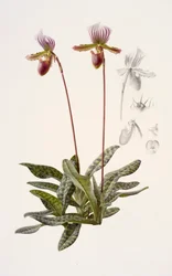 Paphiopedilum barbatum (olaj, papír)