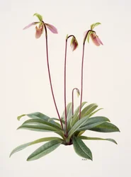 Pophiopedrium appletonianum (olaj, papír)