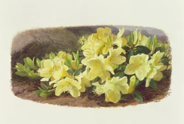 Rhododendron Keiski (olaj, papír)