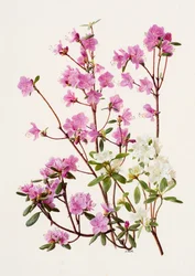 Rhododendron dauricum (olaj, papír)