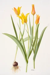 Tulipa ferganica (olaj, papír)