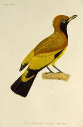 Álarcos madármadár (Sericulus aureus) kifejlett hím, metszet a Paradicsommadarak és Epimágák természetrajzából