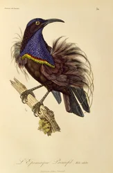 Paradicsomi puskamadár (Ptiloris paradiseus) felnőtt hím, metszet a Paradicsommadarak és Epimágák természetrajzából