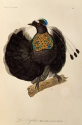 Felnőtt hím Nyugat-Parotiából (Parotia sefilata), metszet a Paradicsommadarak és Epimágák természetrajzából