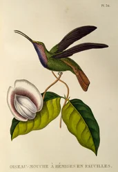 Lazulin szablya (Campylopterus falcatus), metszet A trochilidákból vagy kolibri és kolibri