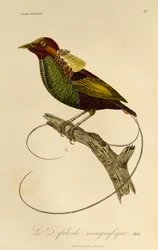 Csodálatos paradicsommadár (Cicinnurus magnificus) hím, metszet a Paradicsommadarak és Epimágák természetrajzából