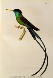 Piros csőrű zászlósfarkú kolibri (Trochilus polytmus), metszet a Les trochilidées ou les colibris et les oiseaux-mouches című műből