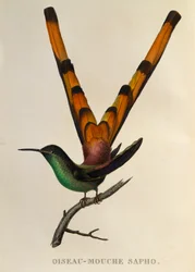 Vörösfarkú üstököskolibri (Sappho sparganurus), metszet a Les trochilidées ou les colibris et les oiseaux-mouches című műből
