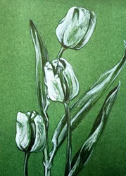 Friss fehér tulipánok