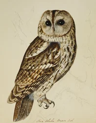 Barna bagoly (Strix Ulula)