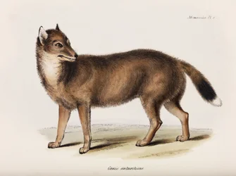 Fox, Falkland-szigetek, 1832-1836