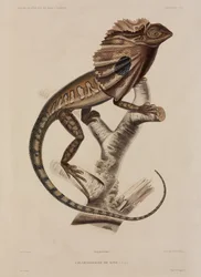 Fodros nyakú gyík