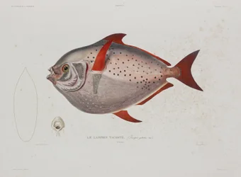 Hold-hal, Izland, 19. század eleje