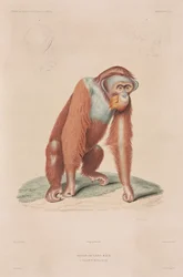 Orangutans, Indonézia