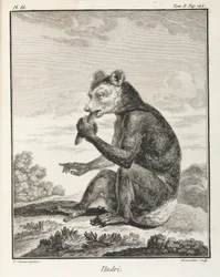 Az Indri - egyfajta maki, Madagaszkár