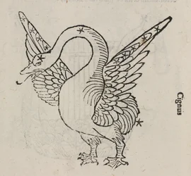 A Cygnus csillagkép