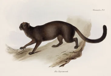 Menyét- vagy vidramacska, Dél-Amerika, kb. 1832-1836