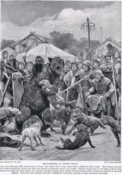 Medvecsalogatás a szász időkben, a "Hutchison